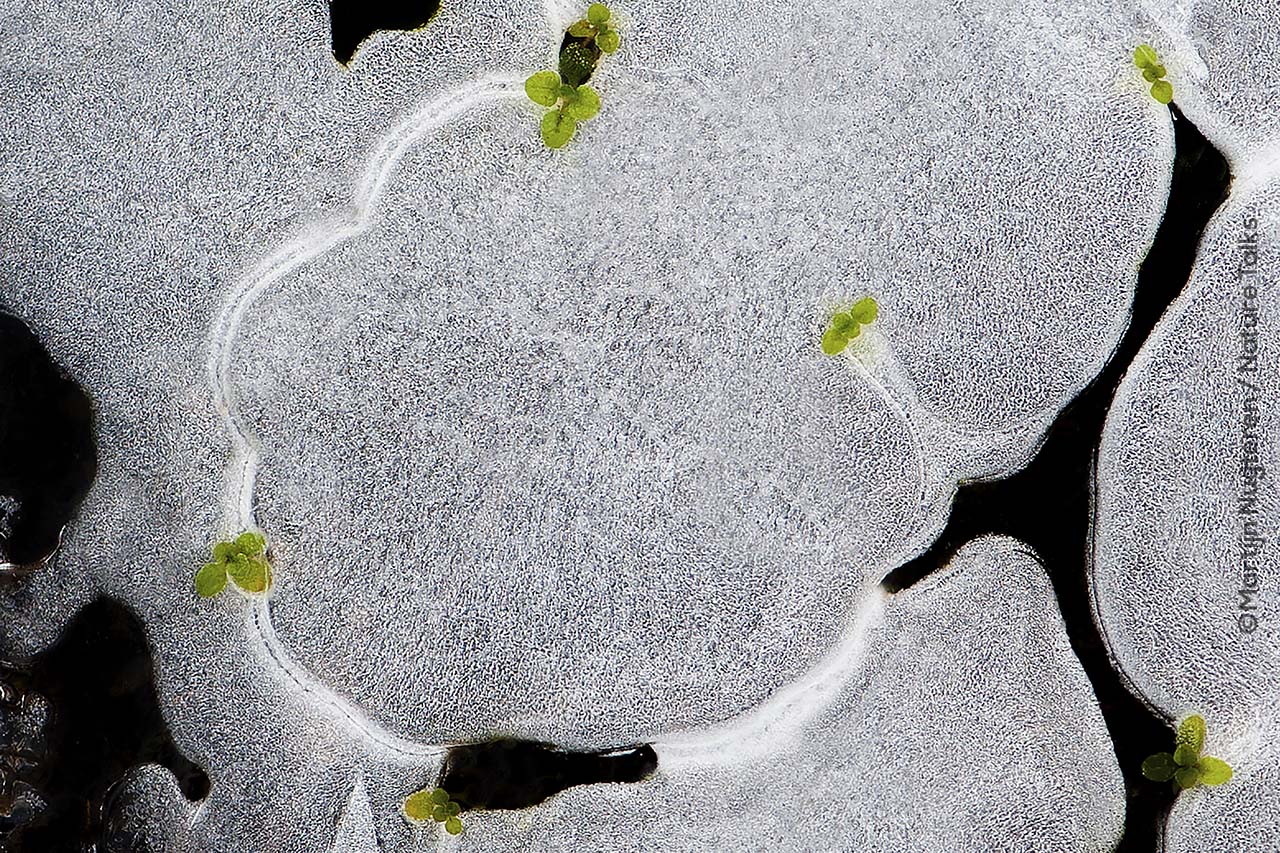 Foto van een smeltende regenplas gemaakt door Martijn van Nugteren Nature Talks Fotofestival