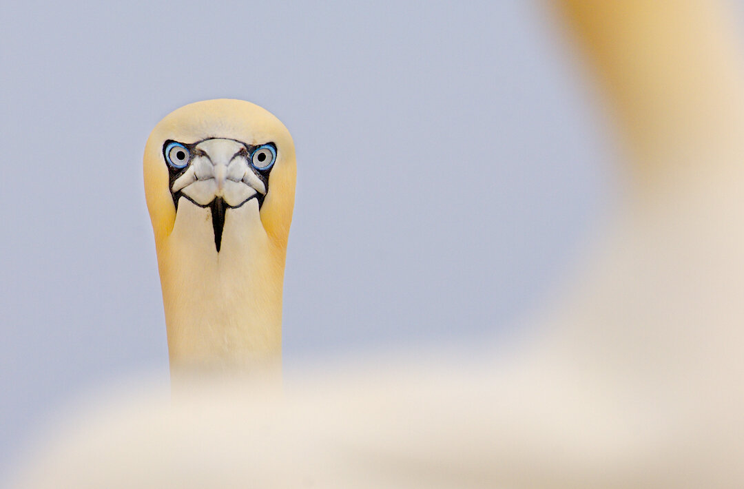 Gannet_portrait_AP7 Spinnen fotografie van Emanuele Biggi voor Nature Talks Fotofestival