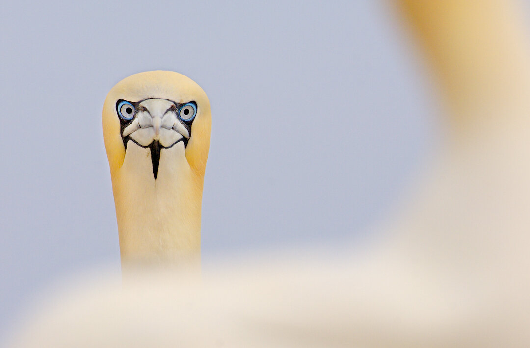 Spinnen fotografie van Emanuele Biggi voor Nature Talks Fotofestival