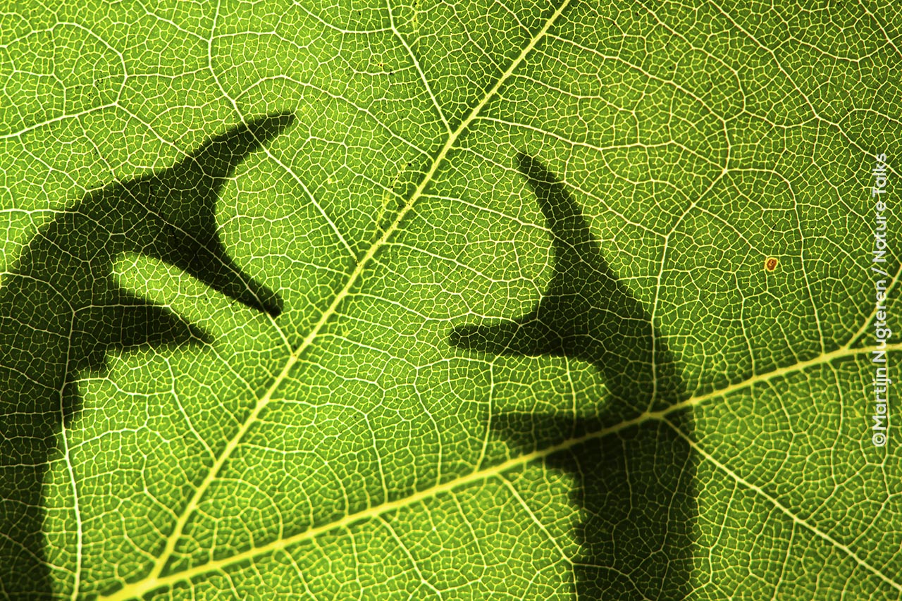 Foto van de contouren van een kever achter een groen blad gemaakt door Martijn van Nugteren Nature Talks Fotofestival