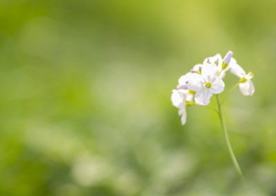 Foto van een pinksterbloem gemaakt door Nature Talks workshopbegeleider Bianca Blonk