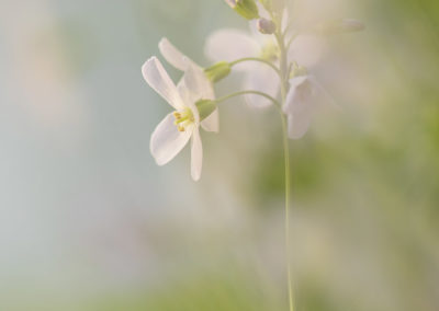 Foto van een pinksterbloem gemaakt door Nature Talks workshopbegeleider Bianca Blonk