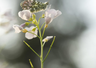 Foto van een oranjetipje gemaakt door Nature Talks workshopbegeleider Bianca Blonk