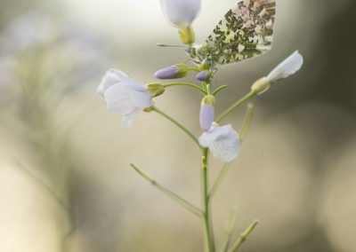 Foto van een oranjetipje gemaakt door Nature Talks workshopbegeleider Bianca Blonk