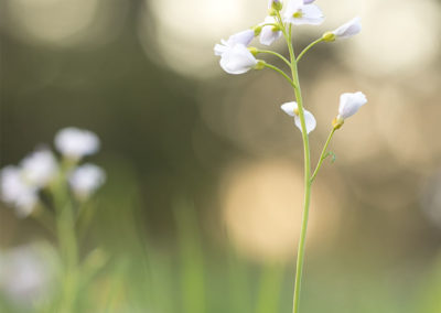 Foto van een pinksterbloem gemaakt door Nature Talks workshopbegeleider Bianca Blonk