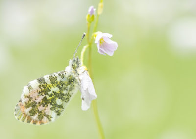 Foto van een oranjetipje gemaakt door Nature Talks workshopbegeleider Bianca Blonk