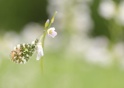 Foto van een oranjetipje gemaakt door Nature Talks workshopbegeleider Bianca Blonk