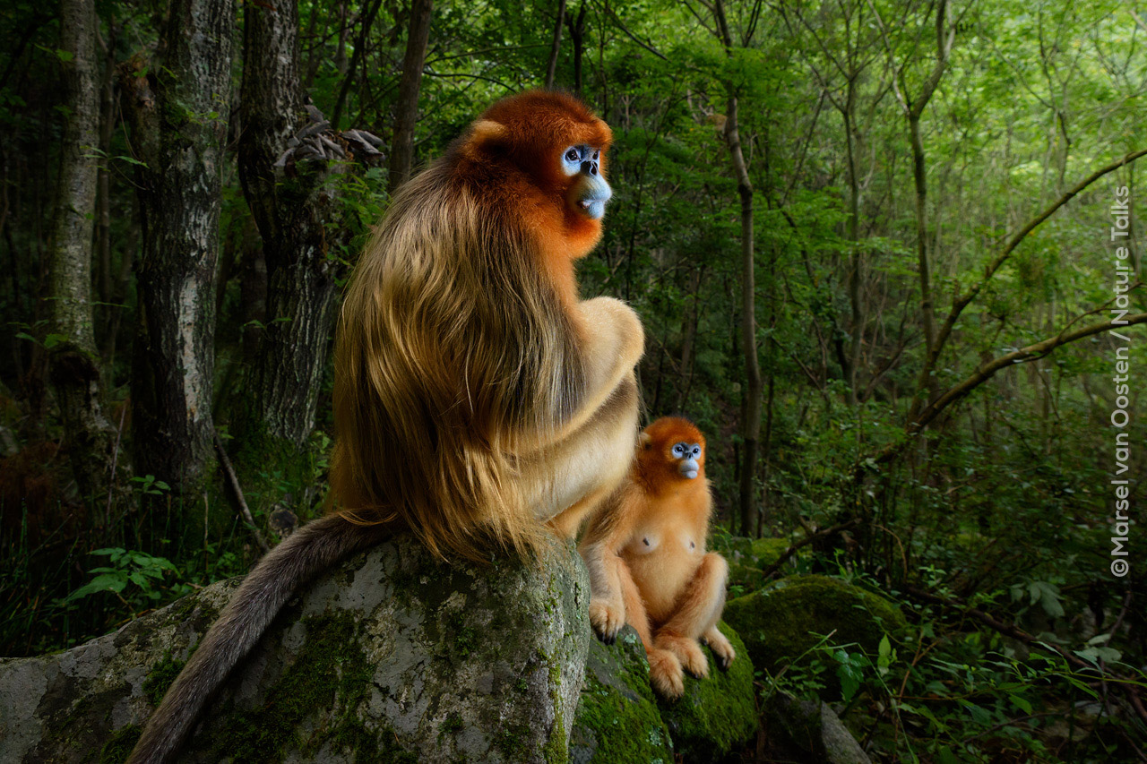 Foto van twee apen gemaakt door fotograaf Marsel van Oosten bij Nature Talks Fotofestival