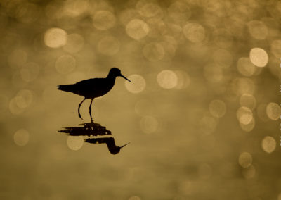 Vogelfotografie door Mathijs Frenken Nature Talks Fotofestival