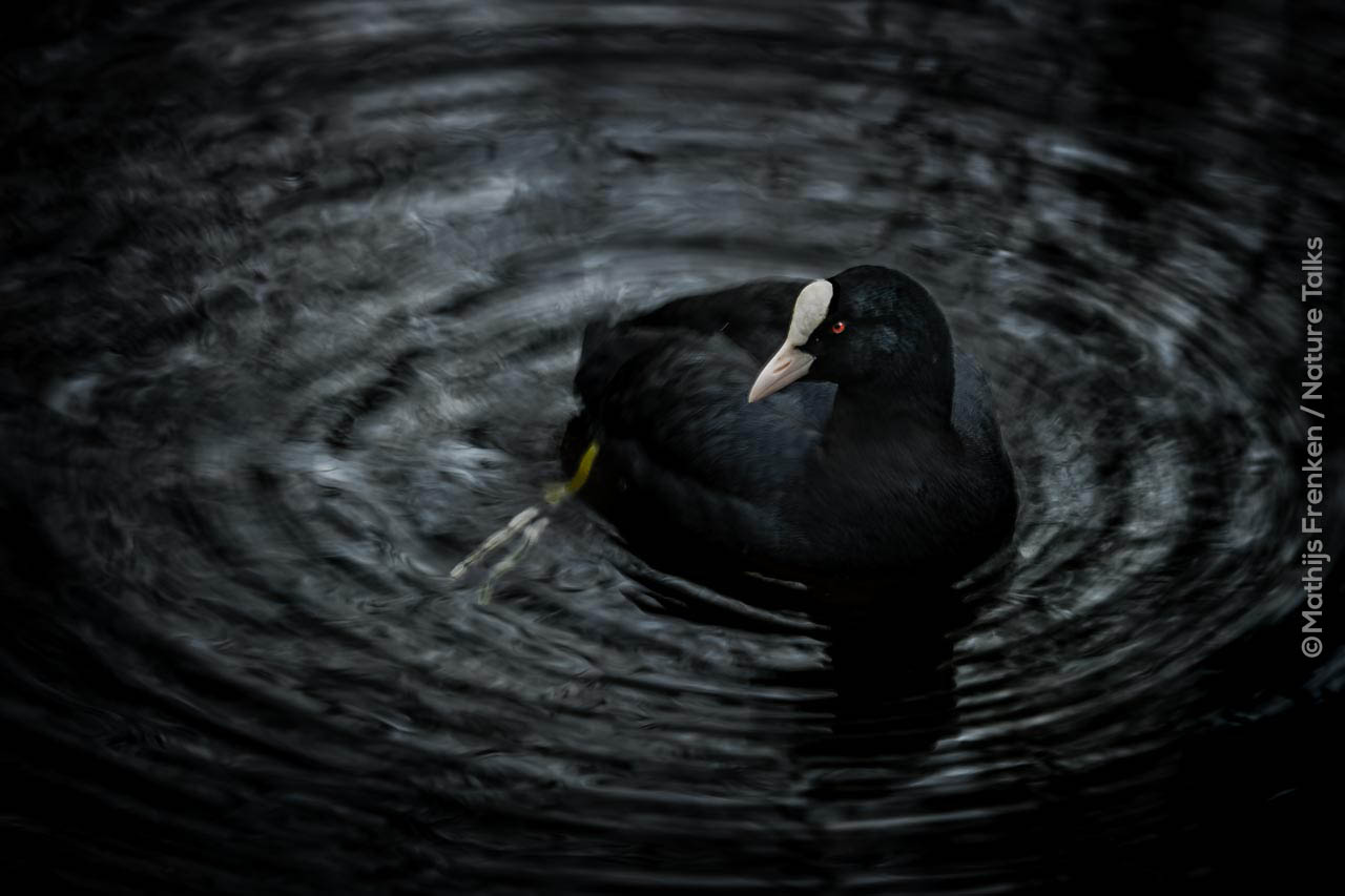 Vogelfotografie door Mathijs Frenken Nature Talks Fotofestival