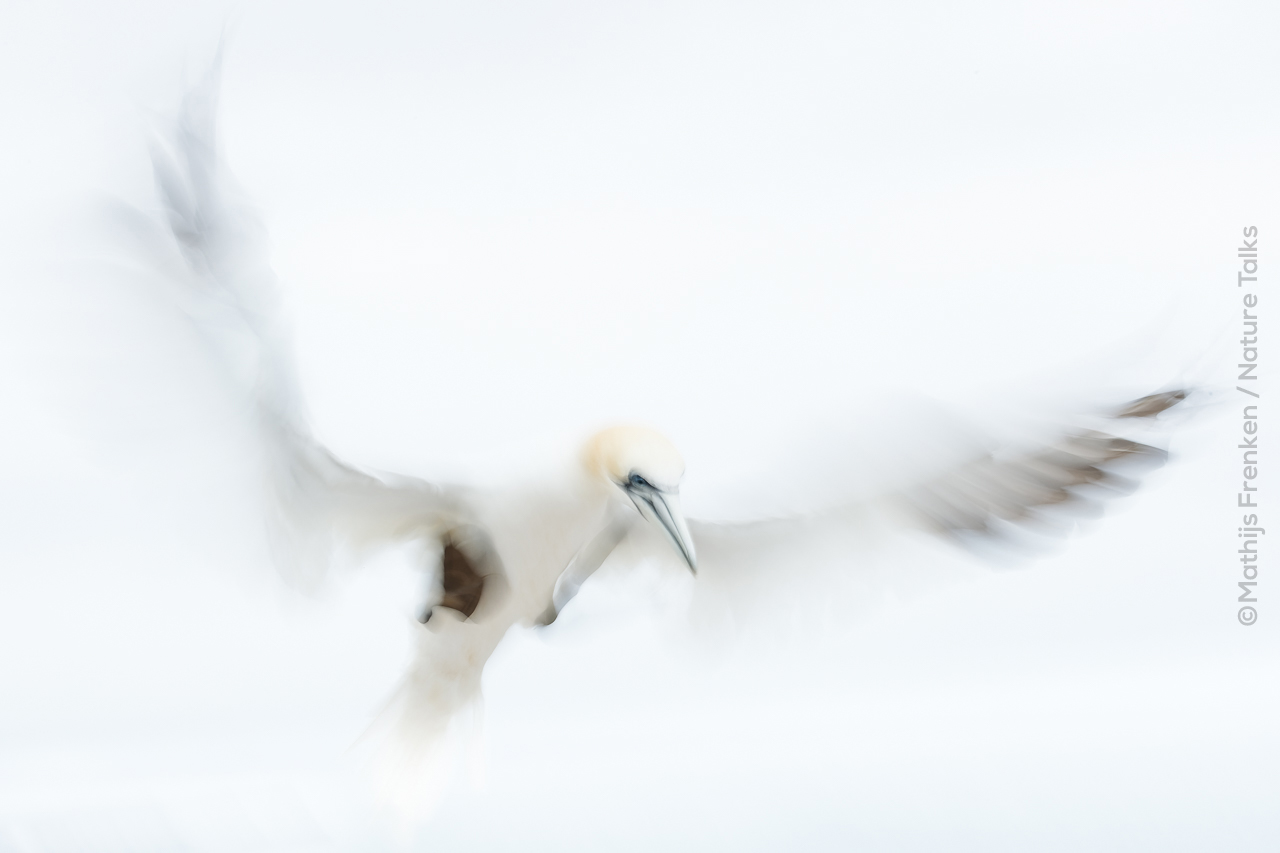 Vogelfotografie door Mathijs Frenken Nature Talks Fotofestival