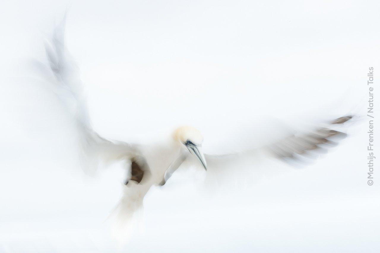 Vogelfotografie door Mathijs Frenken Nature Talks Fotofestival Vogelfotografie door Mathijs Frenken Nature Talks Fotofestival
