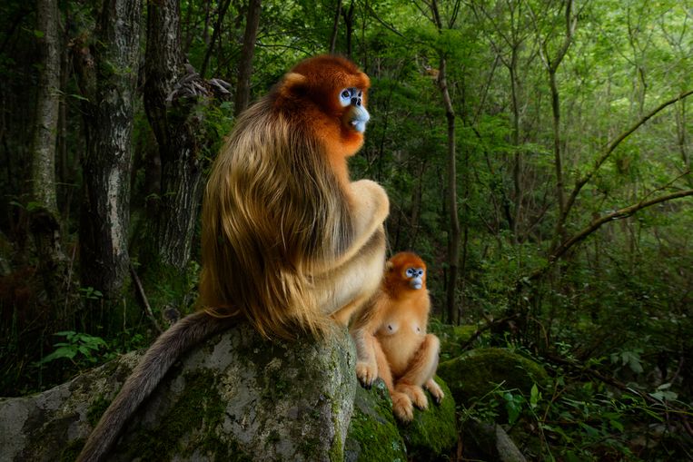 Marsel van Oosten Nature Talks Photo Festival 2020