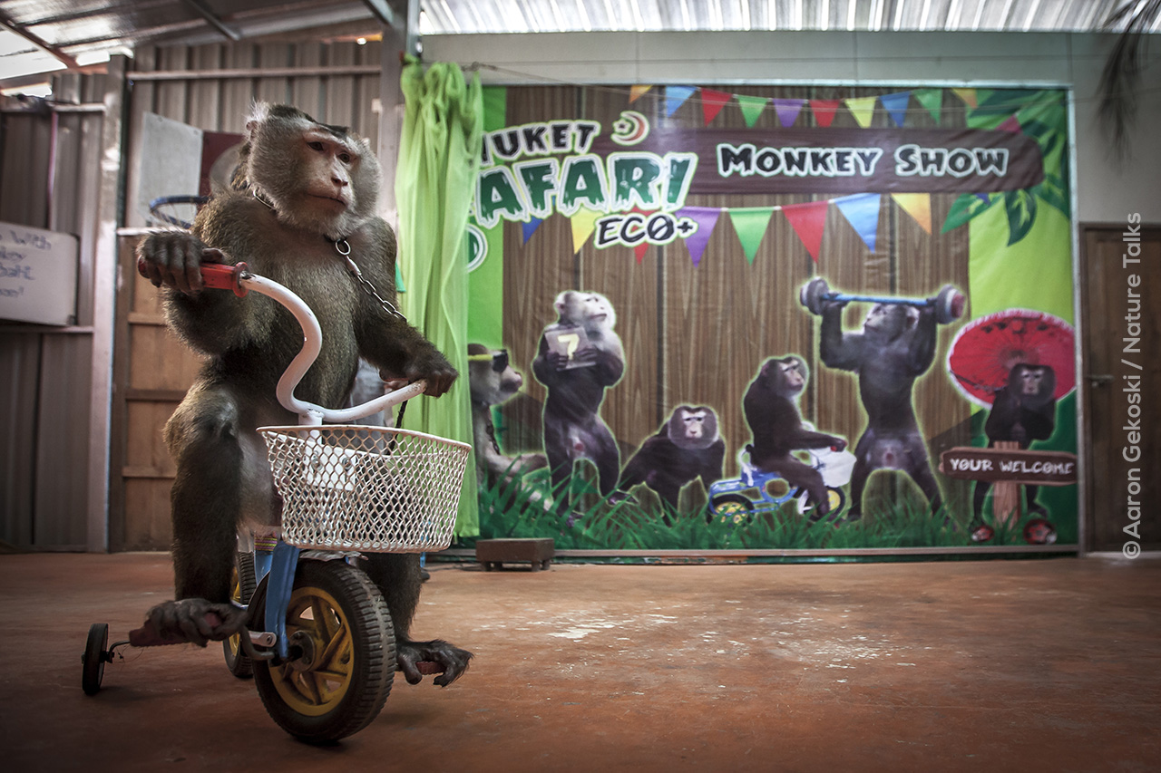 Monkey with bike-15 Aaron Gekoski