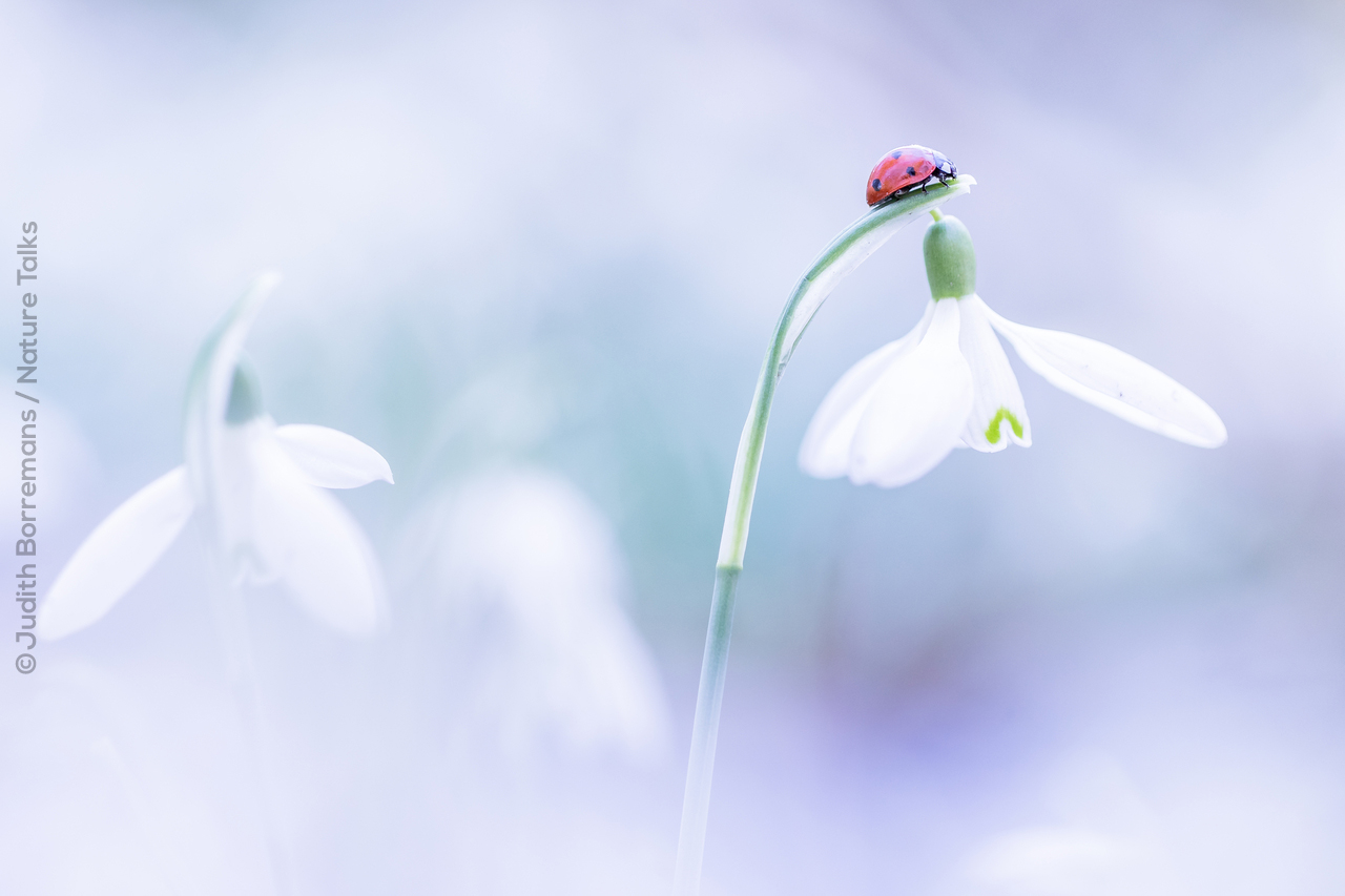 Lieveheersbeestje op een sneeuwklokje fotograaf Judith Borremans