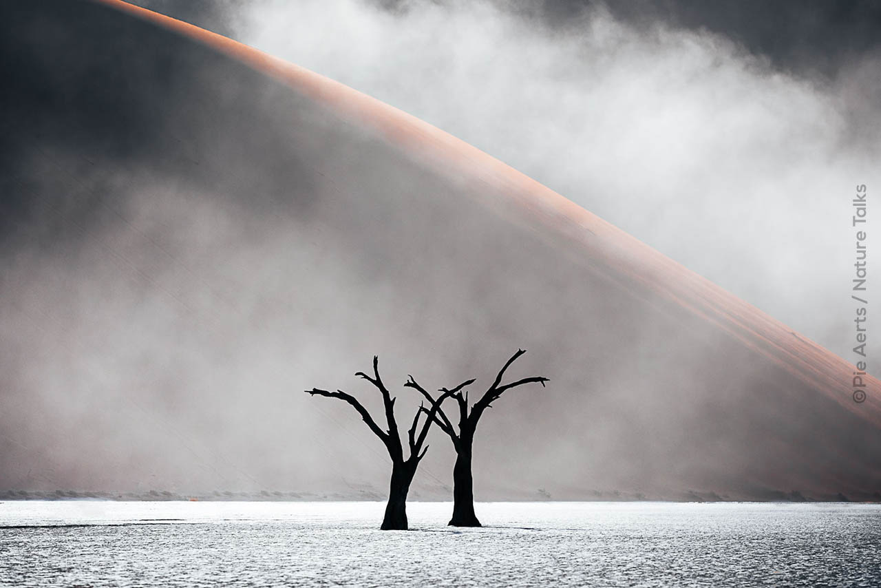 Bomen gefotografeerd door fotograaf Pie Aerts