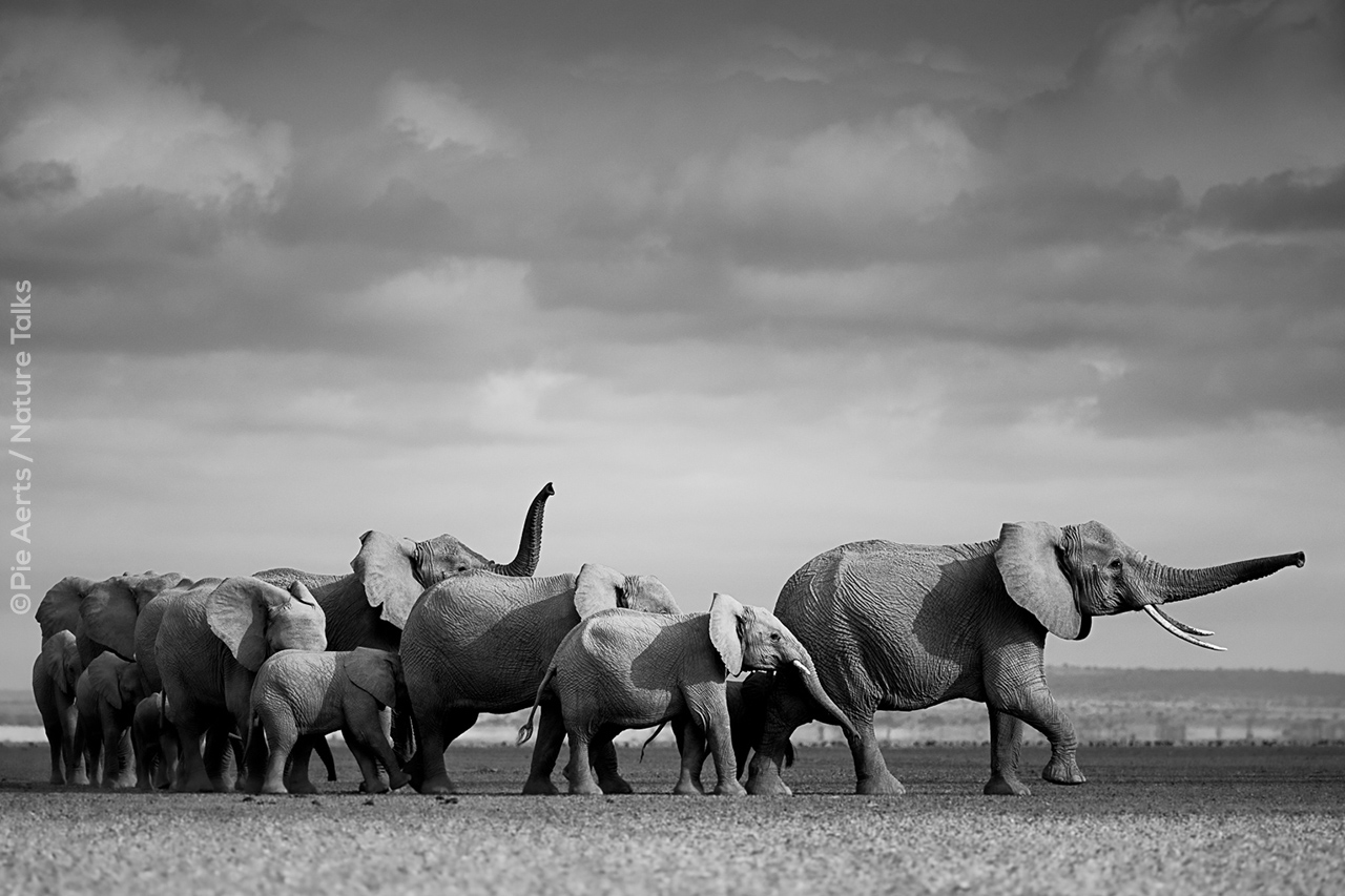 Olifanten gefotografeerd door fotograaf Pie Aerts