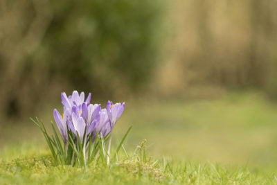 Een foto van krokussen gemaakt door Nature Talks workshopbegeleider Bianca Blonk