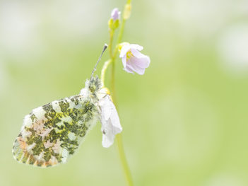 Macrofotografie workshop Pinksterbloemen en Oranjetipjes