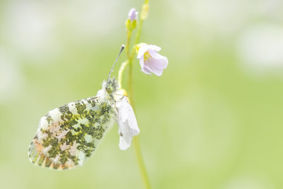 Foto van een oranjetipje gemaakt door Nature Talks workshopbegeleider Bianca Blonk