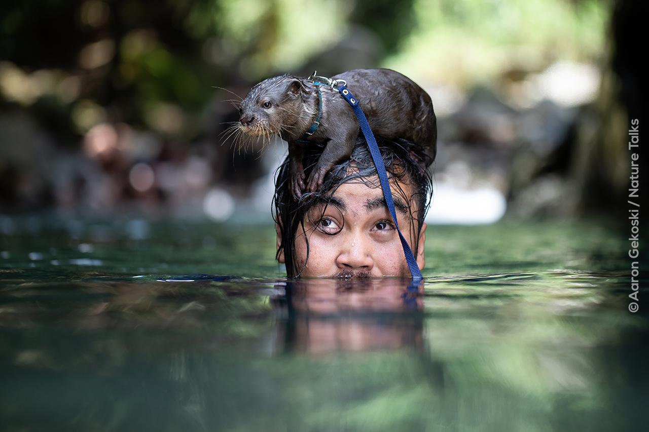 Otter bored on head_Komunitas otters Indonesia Aaron Gekoski