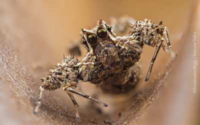 Natuurwetenschapper Emanuele Biggi over natuurbehoud en het juiste perspectief om de kleine wereld te leren kennen