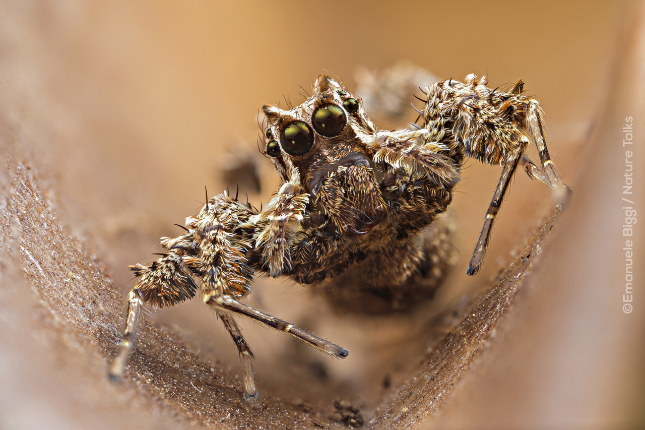 Spinnen fotografie van Emanuele Biggi voor Nature Talks Fotofestival