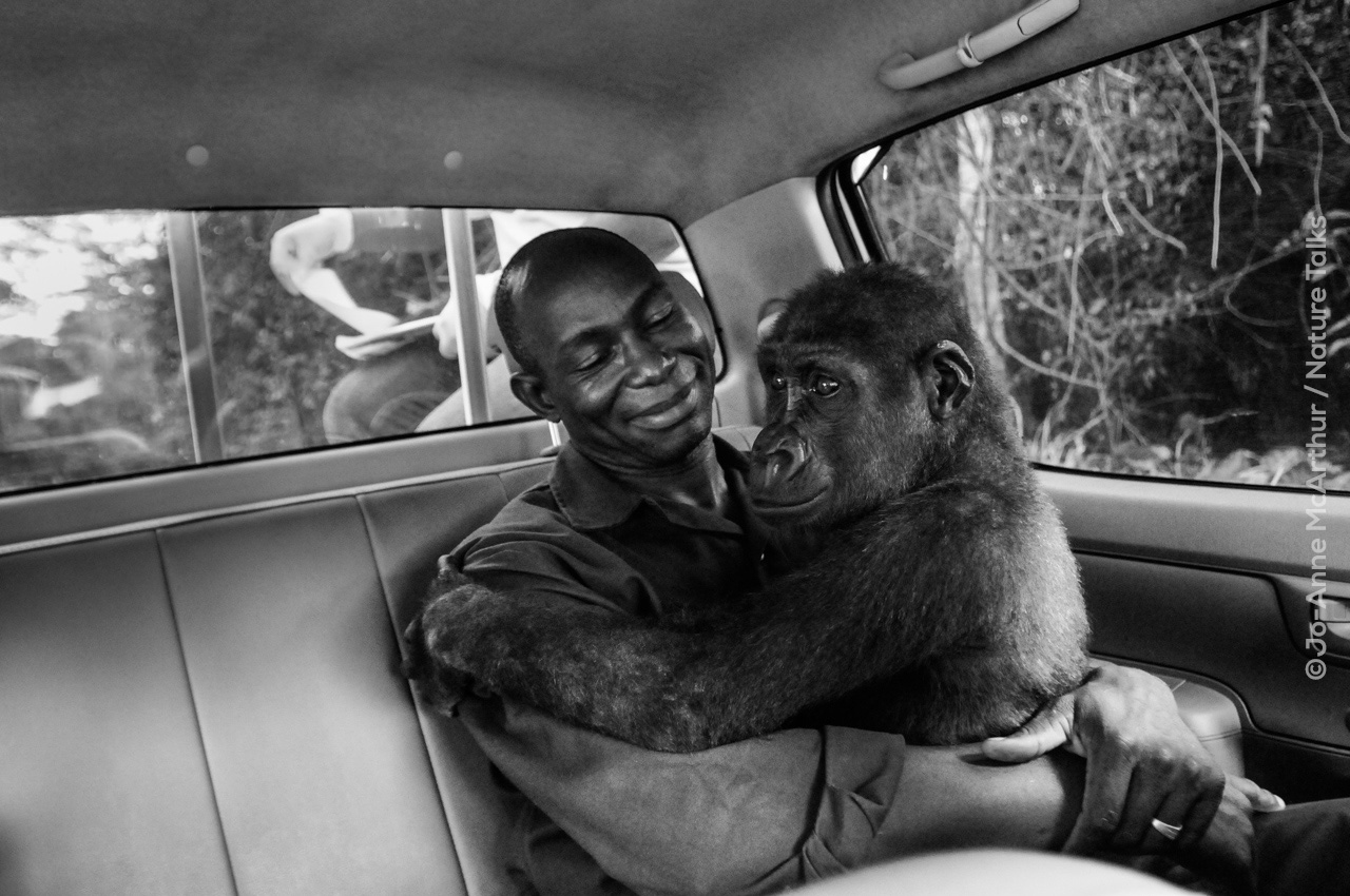 Gorilla in auto door fotograaf Jo-Anne McArthur Nature Talks Fotofestival