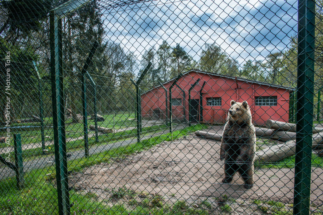 Zoos_DEURKJ_JMcArthur_2016-6296 Beer in dierentuin van fotograaf Jo-Anne McArthur Nature Talks Fotofestival
