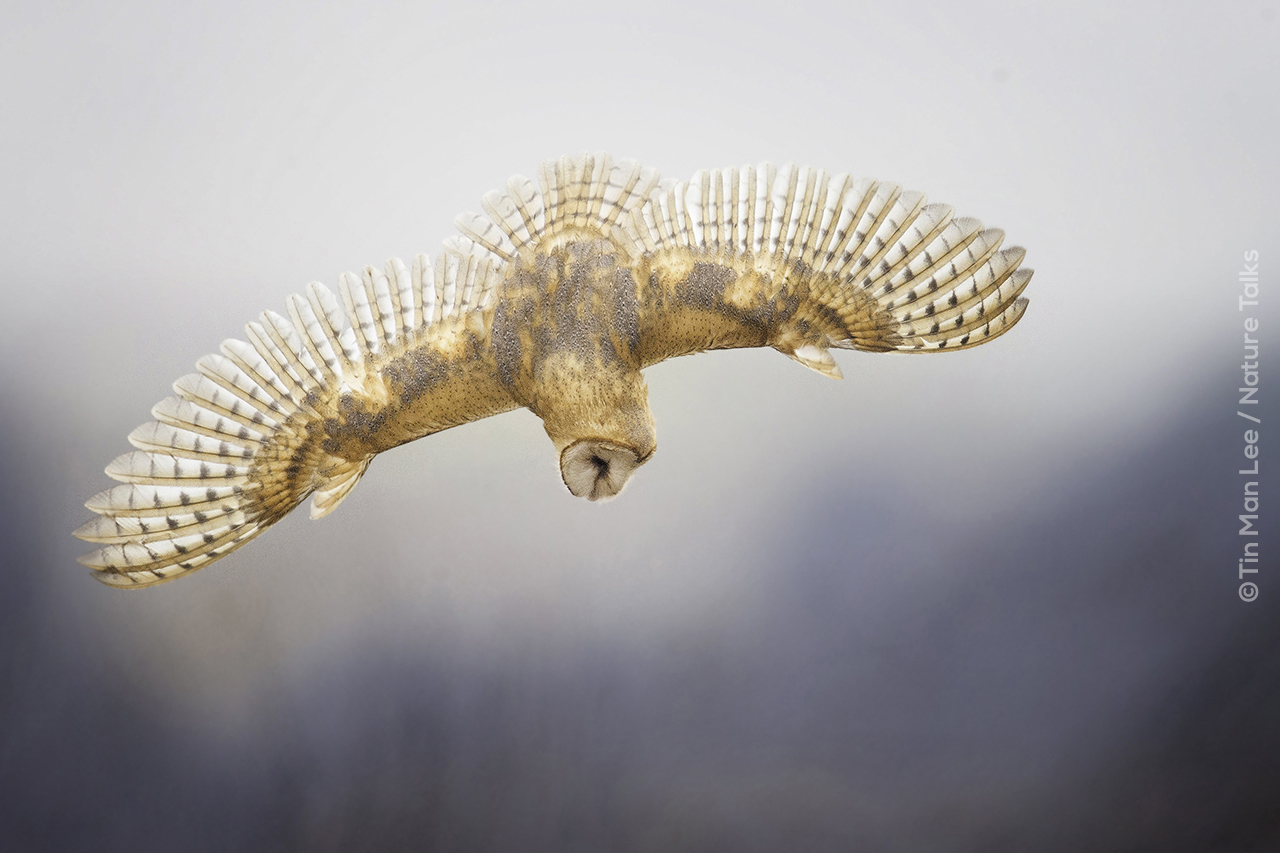 Uil gefotografeerd door fotograaf Tin Man Lee voor Nature Talks Fotofestival