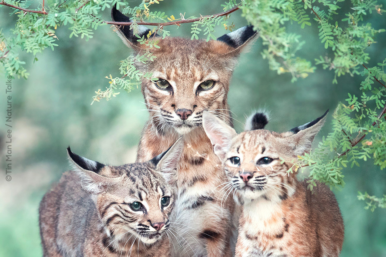 Lynxen familie gefotografeerd door fotograaf Tin Man Lee voor Nature Talks Fotofestival