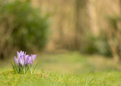 Een foto van krokussen gemaakt door Nature Talks workshopbegeleider Bianca Blonk