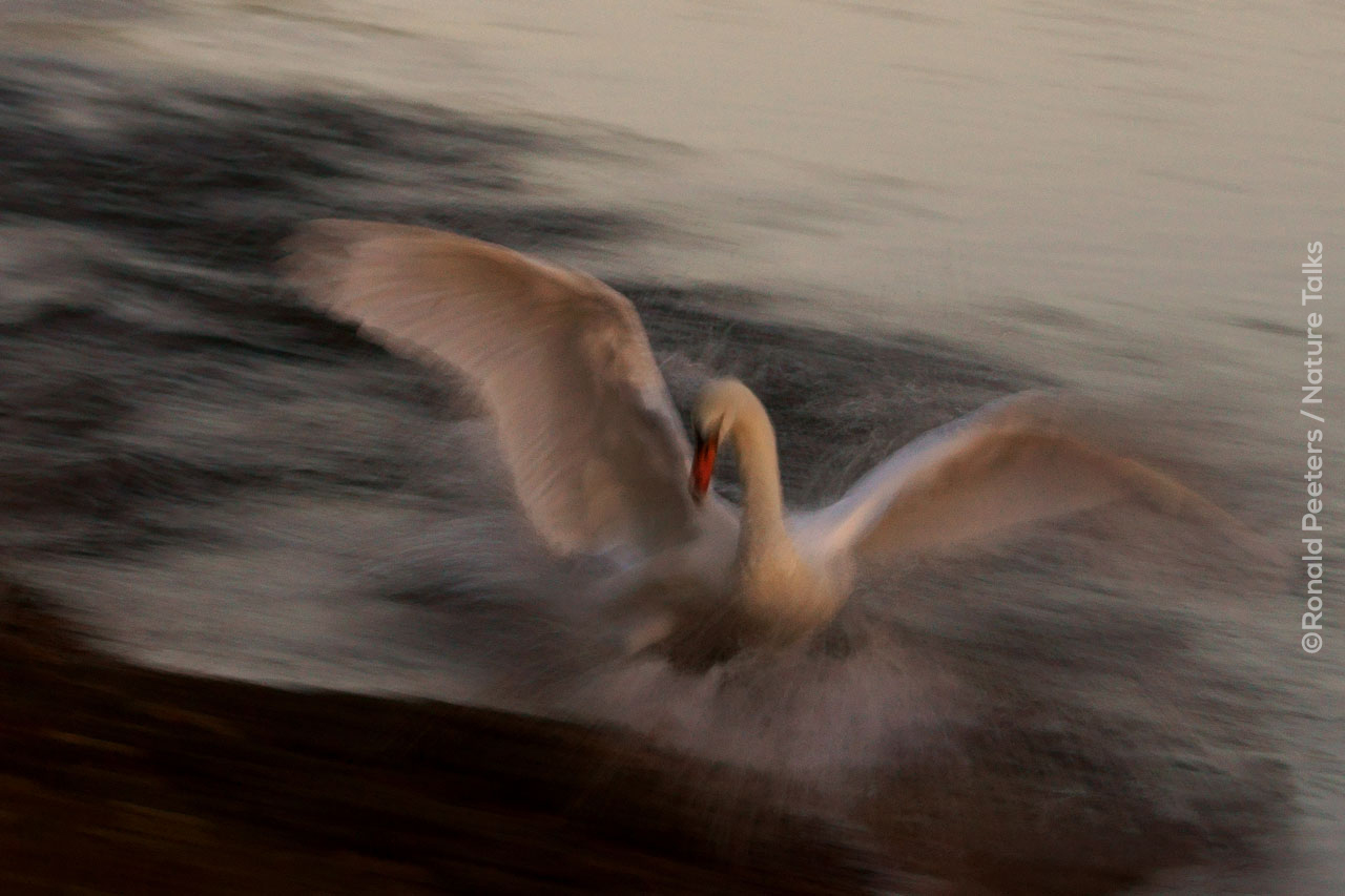 Kunstzinnige natuurfotografie door Ronald Peeters Nature Talks Fotofestival