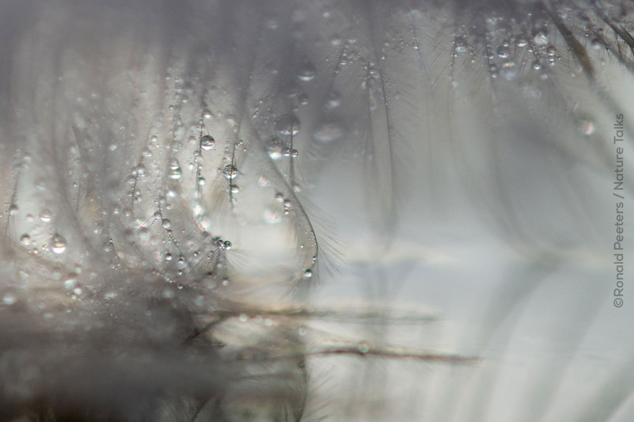 Kunstzinnige natuurfotografie door Ronald Peeters Nature Talks Fotofestival