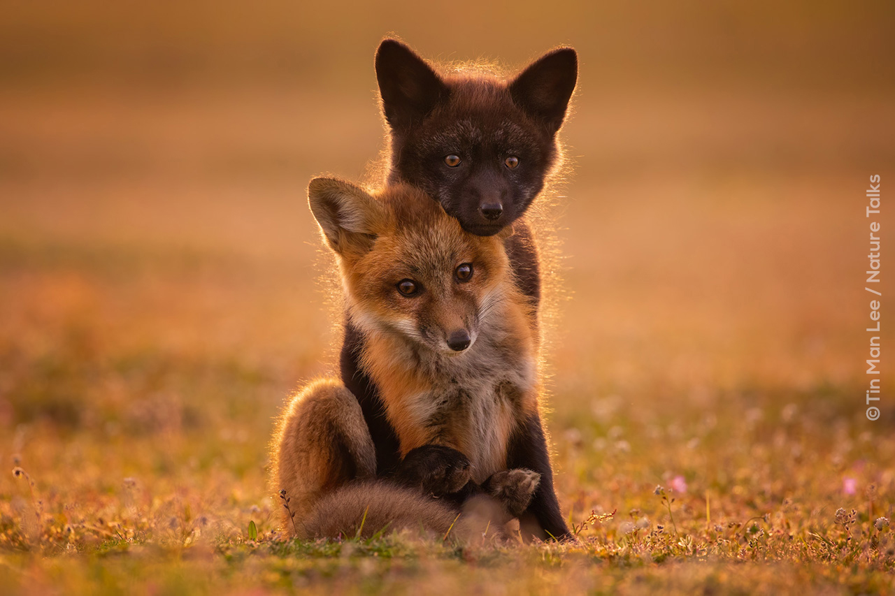 Twee kleine vossen gefotografeerd door fotograaf Tin Man Lee voor Nature Talks Fotofestival