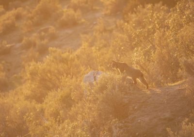 Ismael Domíngues Gutiérrez (ES) | The lynx King