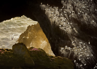 Petr Bambousek (CZ) | Gannet Colony