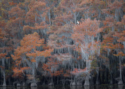 Richard Beldegreen (US) | Lone egret among fall colors of the cypress swamp