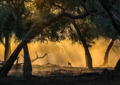 Artur Stankiewicz (PL) | Golden light with Impala