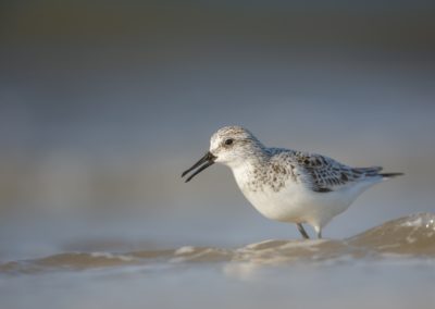 Foto van een vogel gemaakt door Nature Talks workshopbegeleider Mathijs Frenken