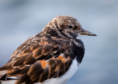 Foto van een vogel gemaakt door Nature Talks workshopbegeleider Mathijs Frenken