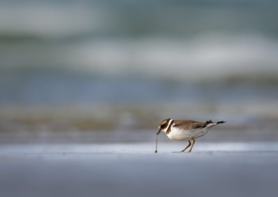 Foto van een vogel gemaakt door Nature Talks workshopbegeleider Mathijs Frenken