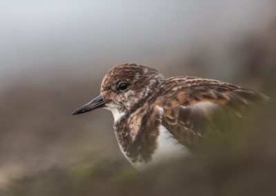 Foto van een vogel gemaakt door Nature Talks workshopbegeleider Mathijs Frenken