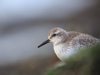 Workshop vogelfotografie IJmuiden