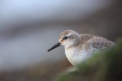 Foto van een vogel gemaakt door Nature Talks workshopbegeleider Mathijs Frenken