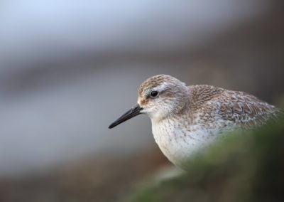 Foto van een vogel gemaakt door Nature Talks workshopbegeleider Mathijs Frenken