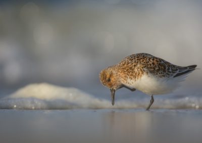 Foto van een vogel gemaakt door Nature Talks workshopbegeleider Mathijs Frenken