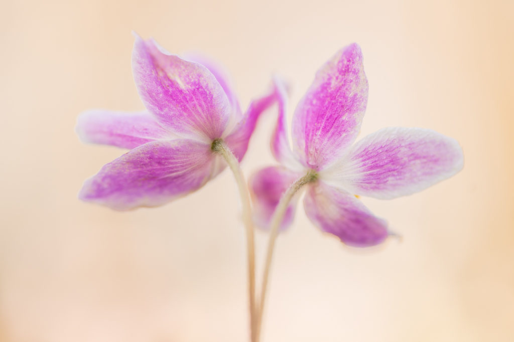 Fotoworkshop bosanemonen door workshopbegeleider Yvon van der Laan Nature Talks