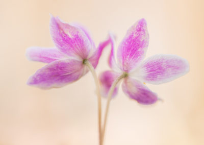 Fotoworkshop bosanemonen door workshopbegeleider Yvon van der Laan Nature Talks