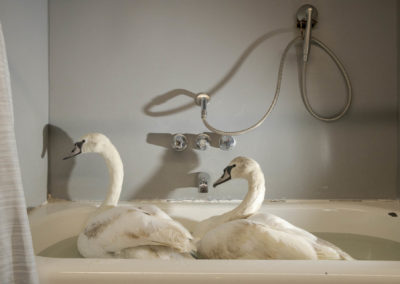 Napat Wesshasartar (TH) | Swans in a bathtub